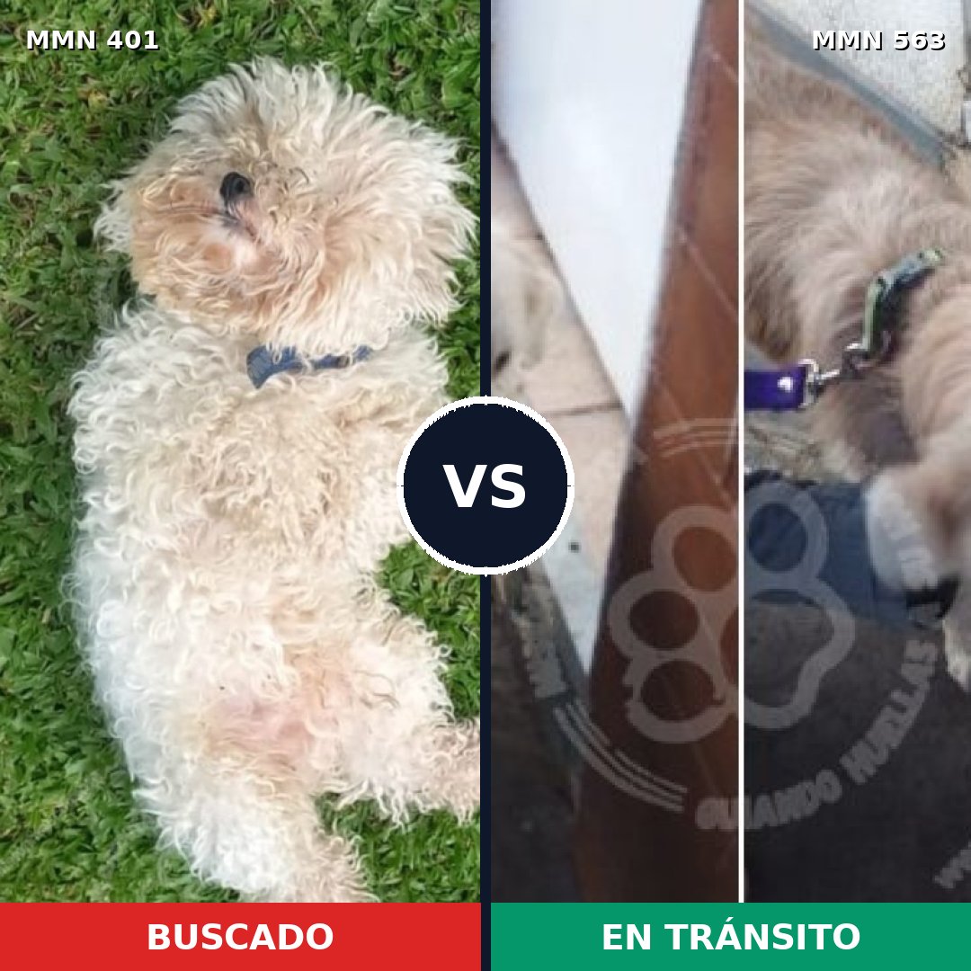 Comparativa MMS 7527: mascota perdida y mascota encontrada, 27% de similitud