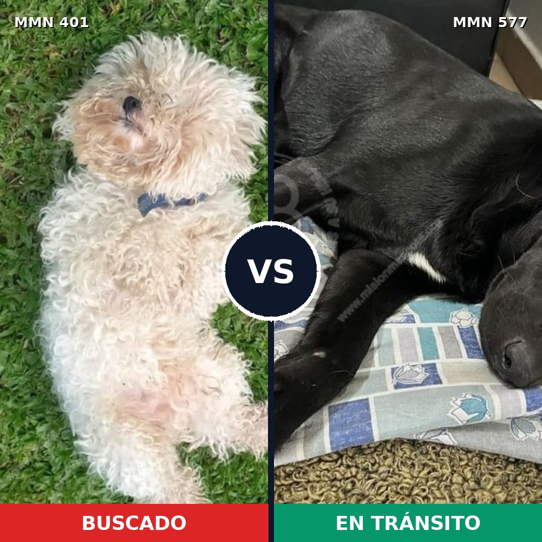 Comparativa MMS 7529: mascota perdida y mascota encontrada, 21% de similitud