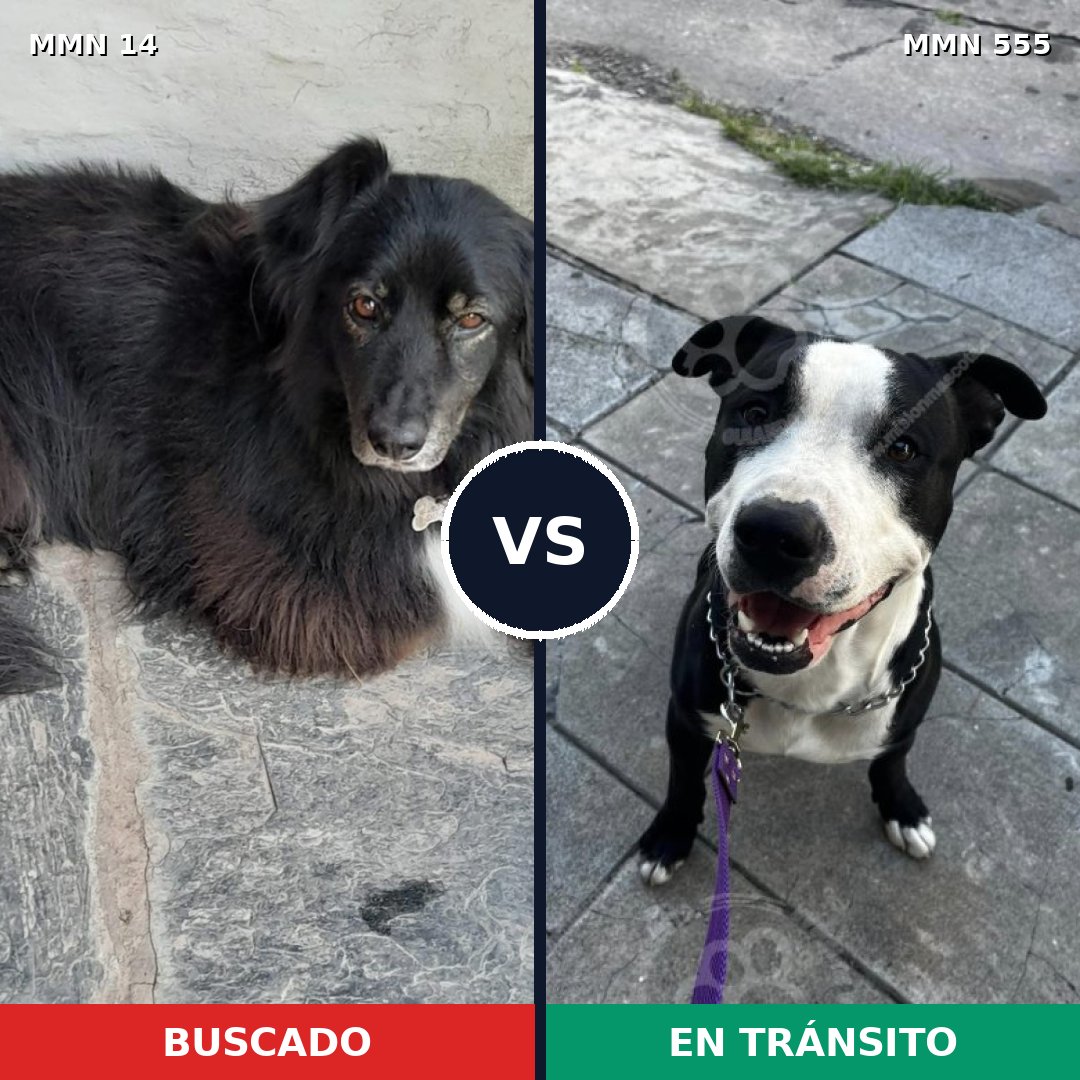 Comparativa MMS 753: mascota perdida y mascota encontrada, 56% de similitud