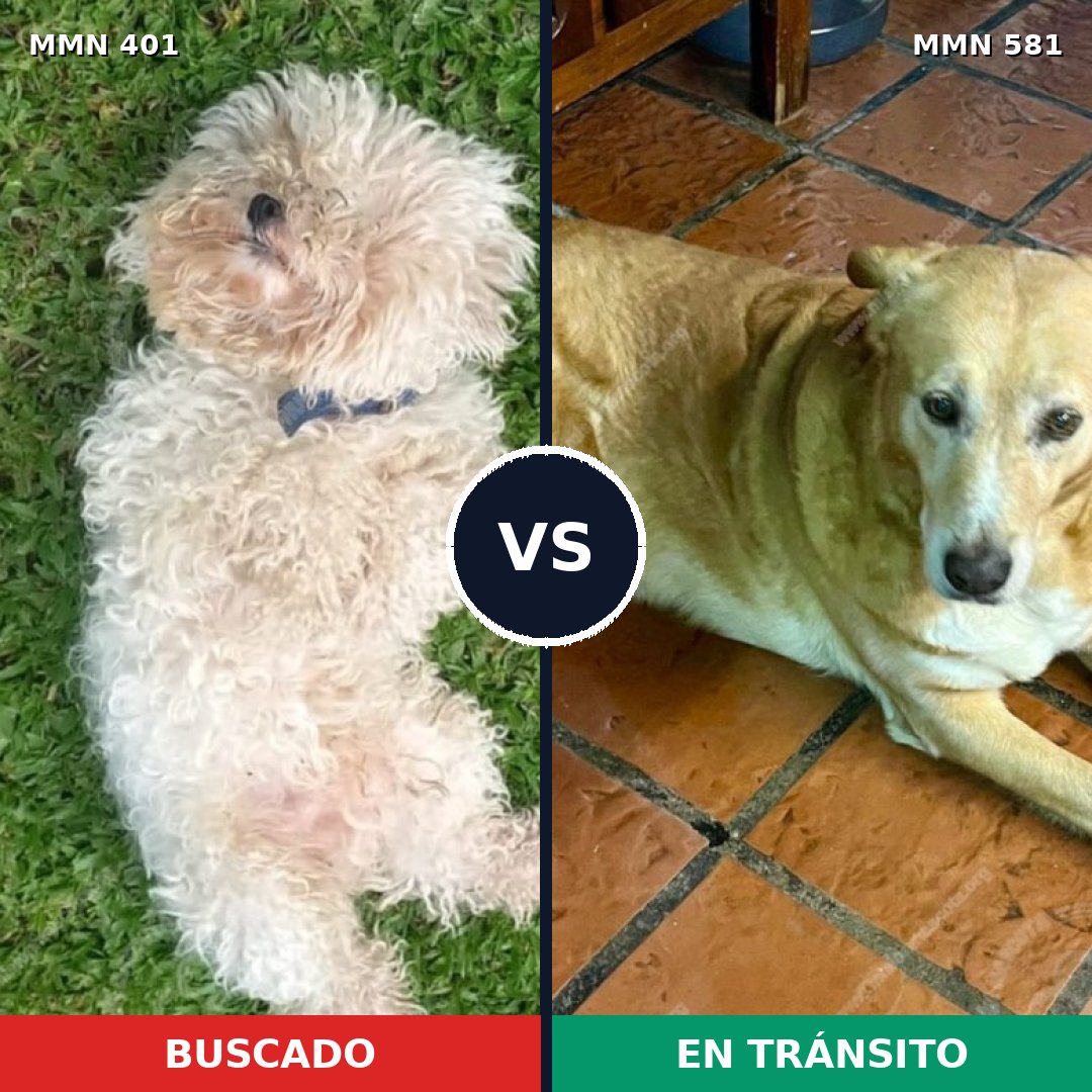 Comparativa MMS 7530: mascota perdida y mascota encontrada, 23% de similitud
