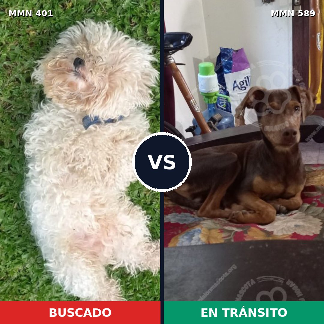 Comparativa MMS 7531: mascota perdida y mascota encontrada, 27% de similitud