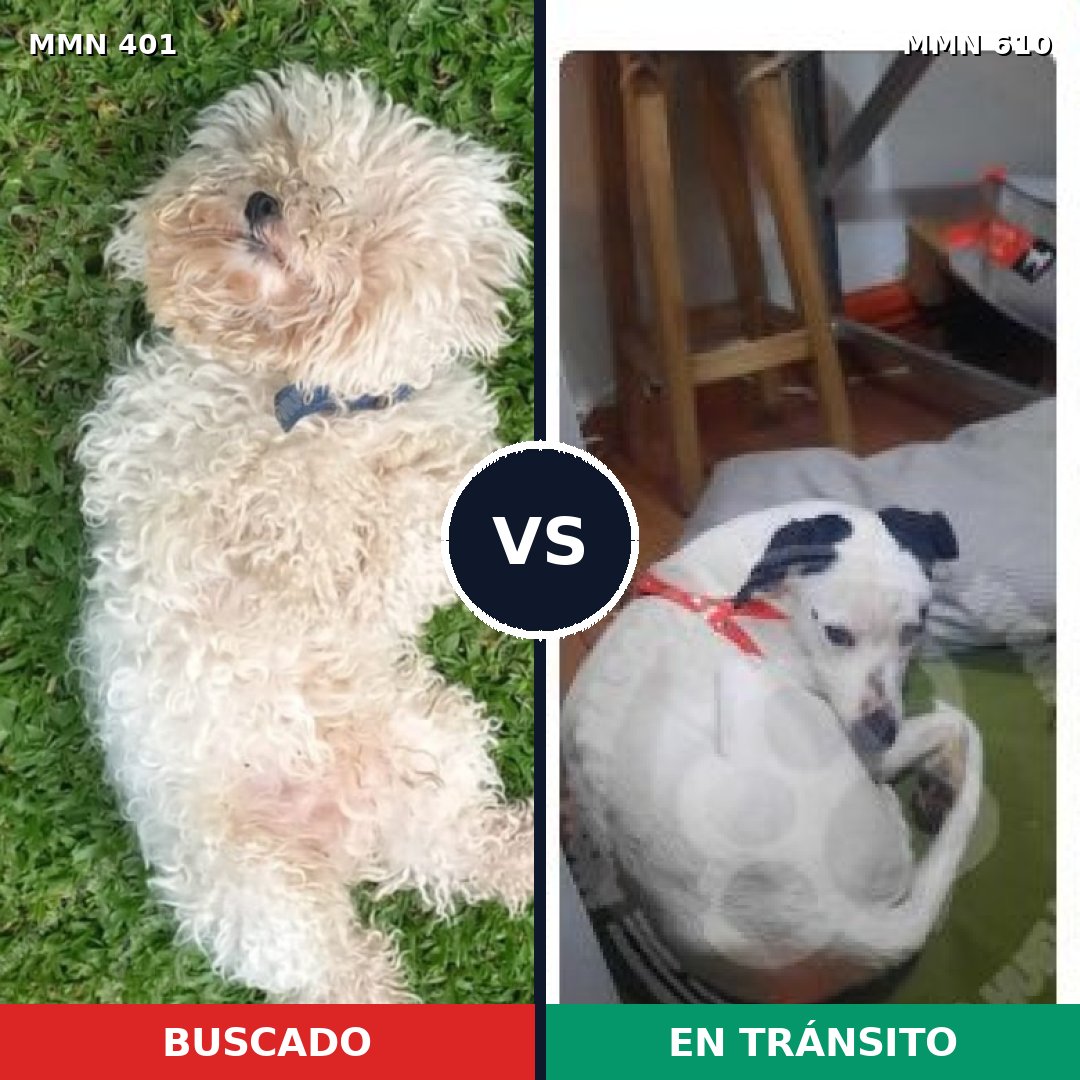 Comparativa MMS 7532: mascota perdida y mascota encontrada, 29% de similitud