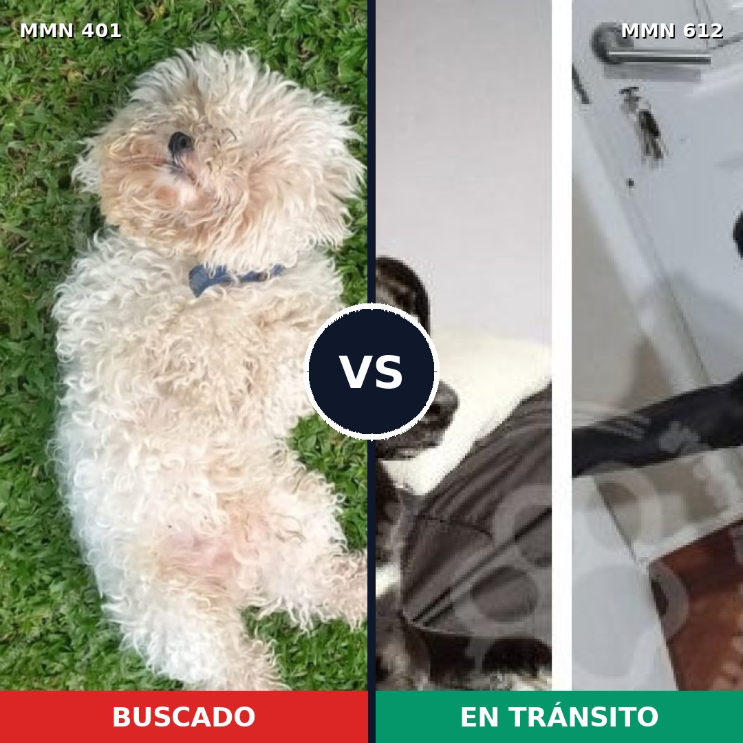 Comparativa MMS 7533: mascota perdida y mascota encontrada, 21% de similitud