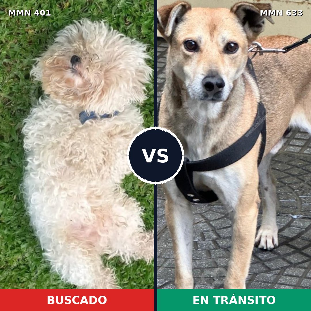 Comparativa MMS 7534: mascota perdida y mascota encontrada, 25% de similitud