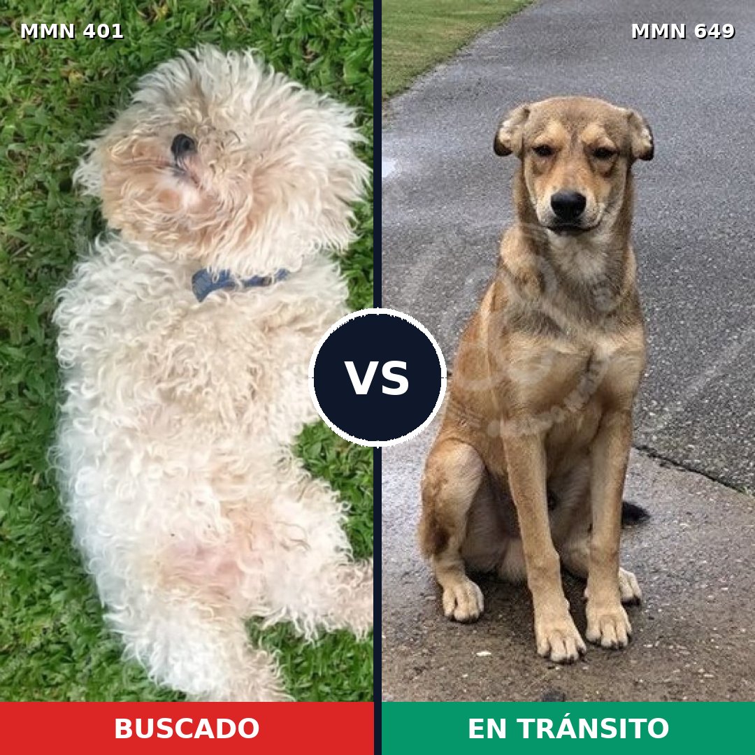 Comparativa MMS 7535: mascota perdida y mascota encontrada, 22% de similitud