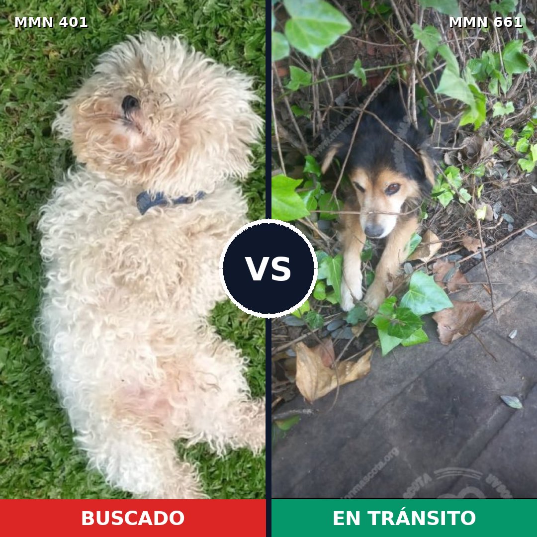 Comparativa MMS 7536: mascota perdida y mascota encontrada, 36% de similitud