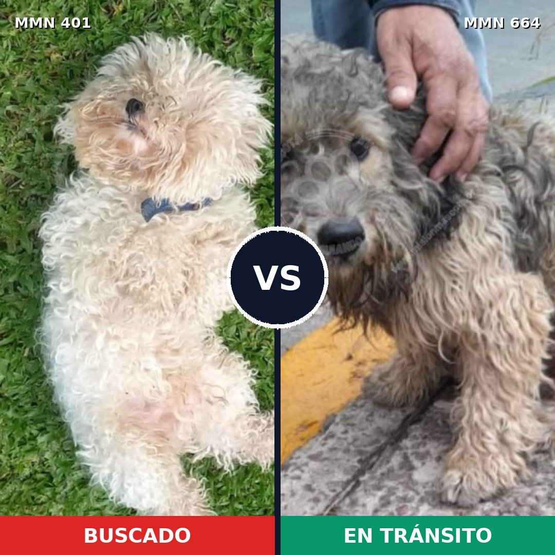 Comparativa MMS 7537: mascota perdida y mascota encontrada, 22% de similitud