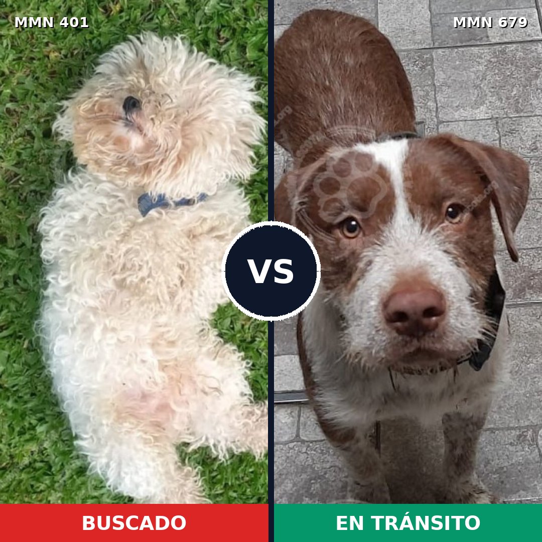 Comparativa MMS 7539: mascota perdida y mascota encontrada, 23% de similitud