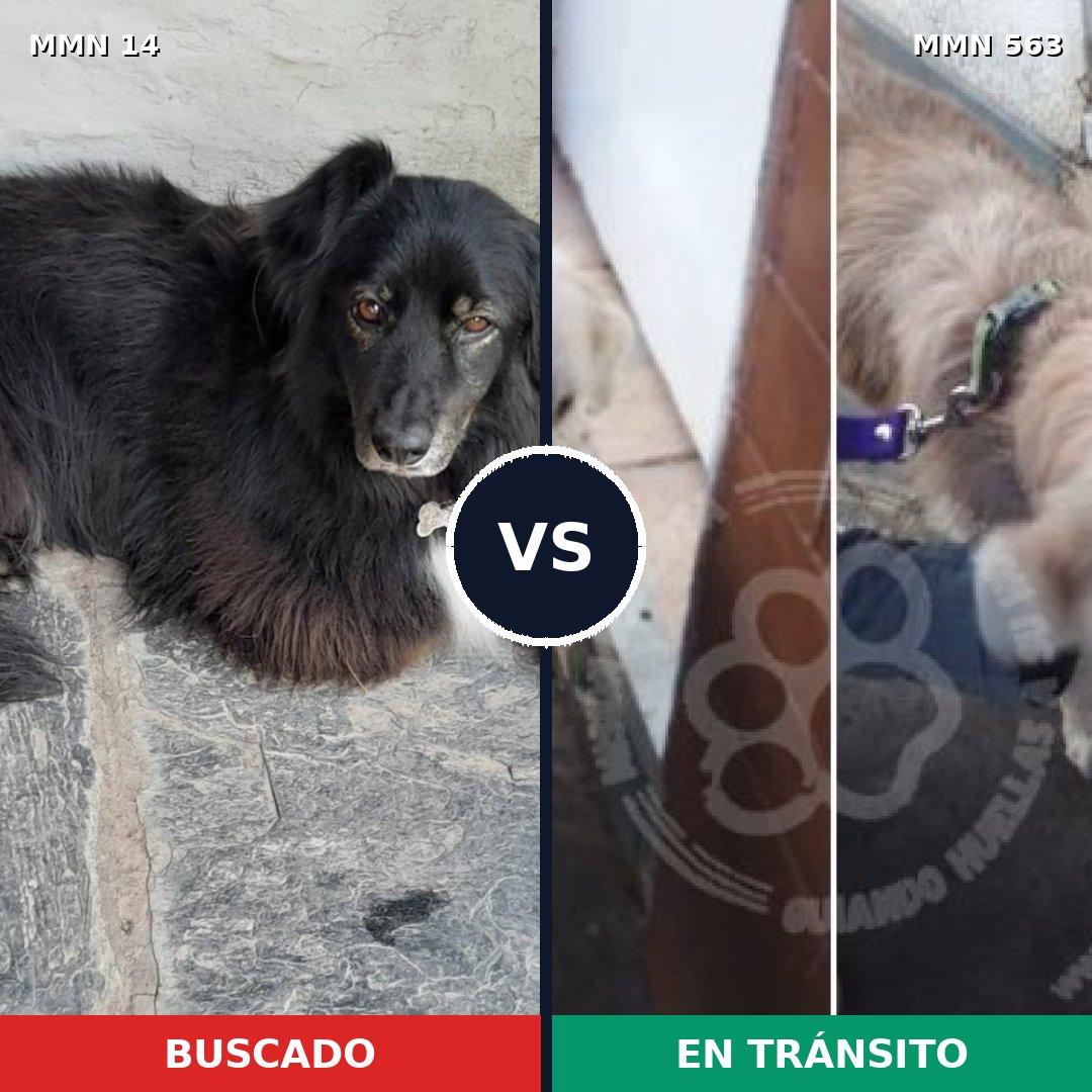 Comparativa MMS 754: mascota perdida y mascota encontrada, 30% de similitud