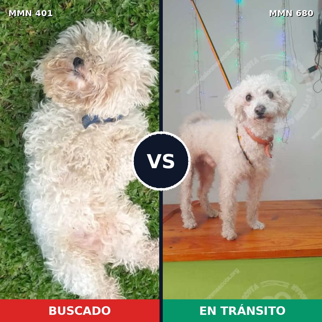 Comparativa MMS 7540: mascota perdida y mascota encontrada, 64% de similitud