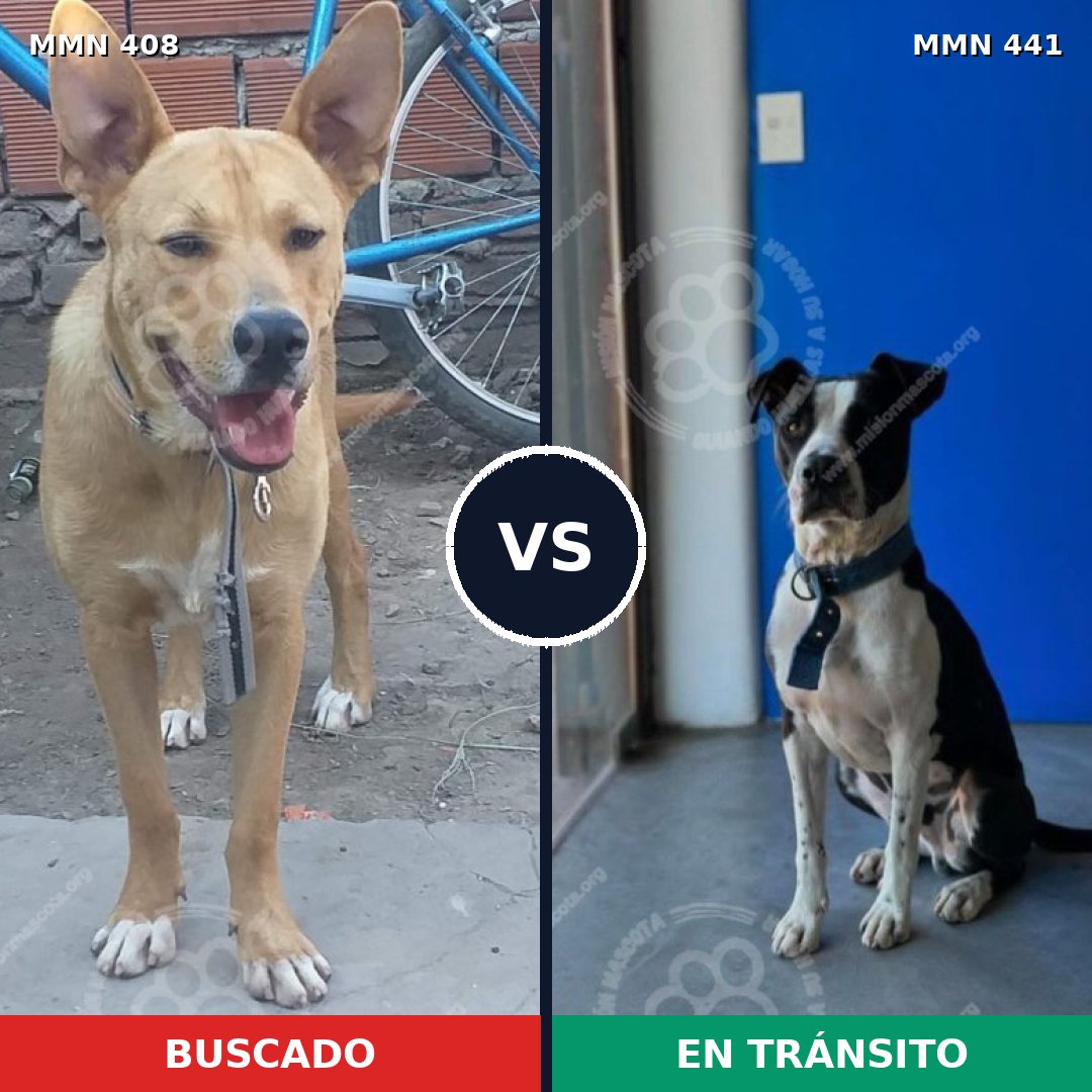 Comparativa MMS 7545: mascota perdida y mascota encontrada, 78% de similitud