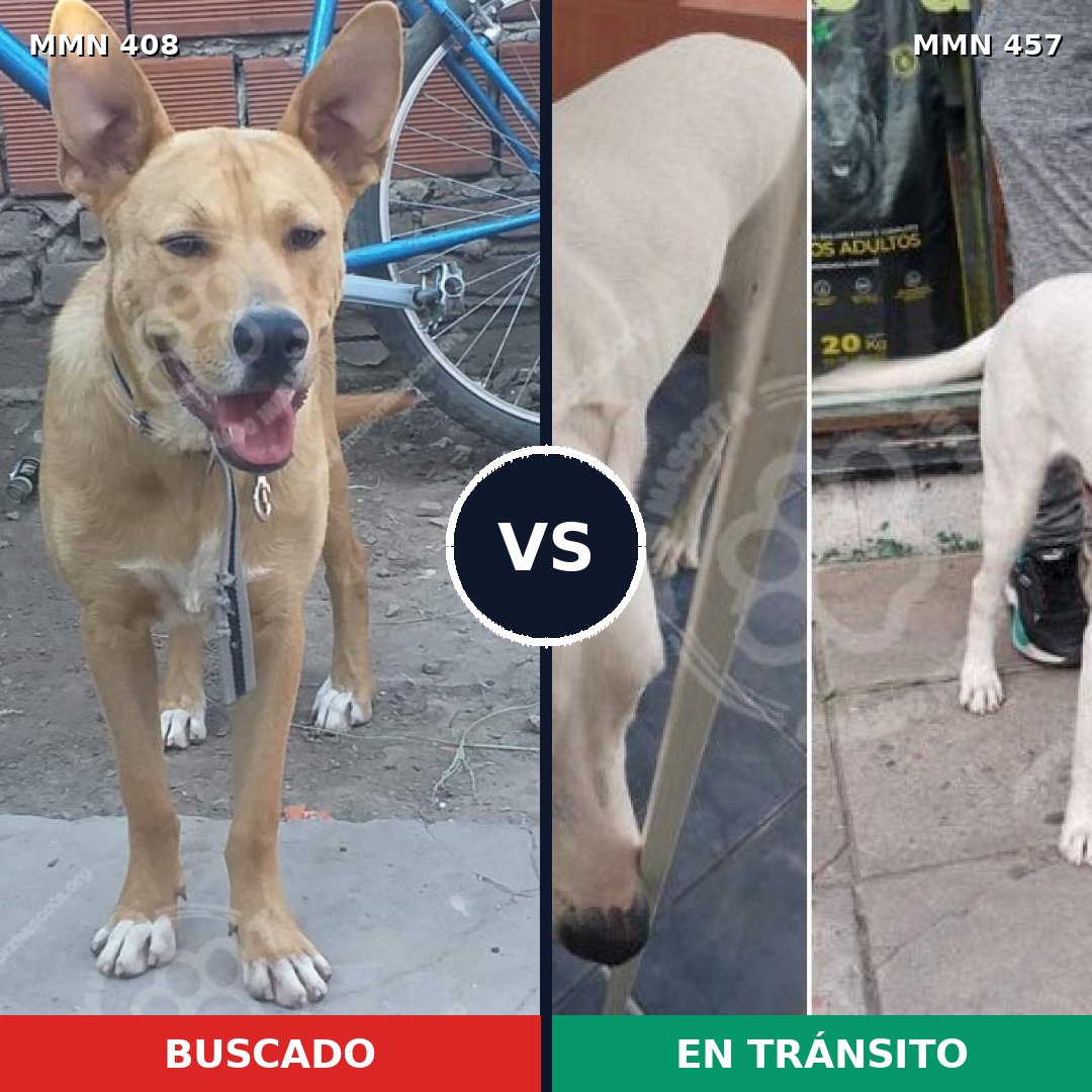 Comparativa MMS 7548: mascota perdida y mascota encontrada, 30% de similitud