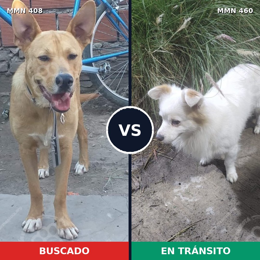 Comparativa MMS 7549: mascota perdida y mascota encontrada, 44% de similitud