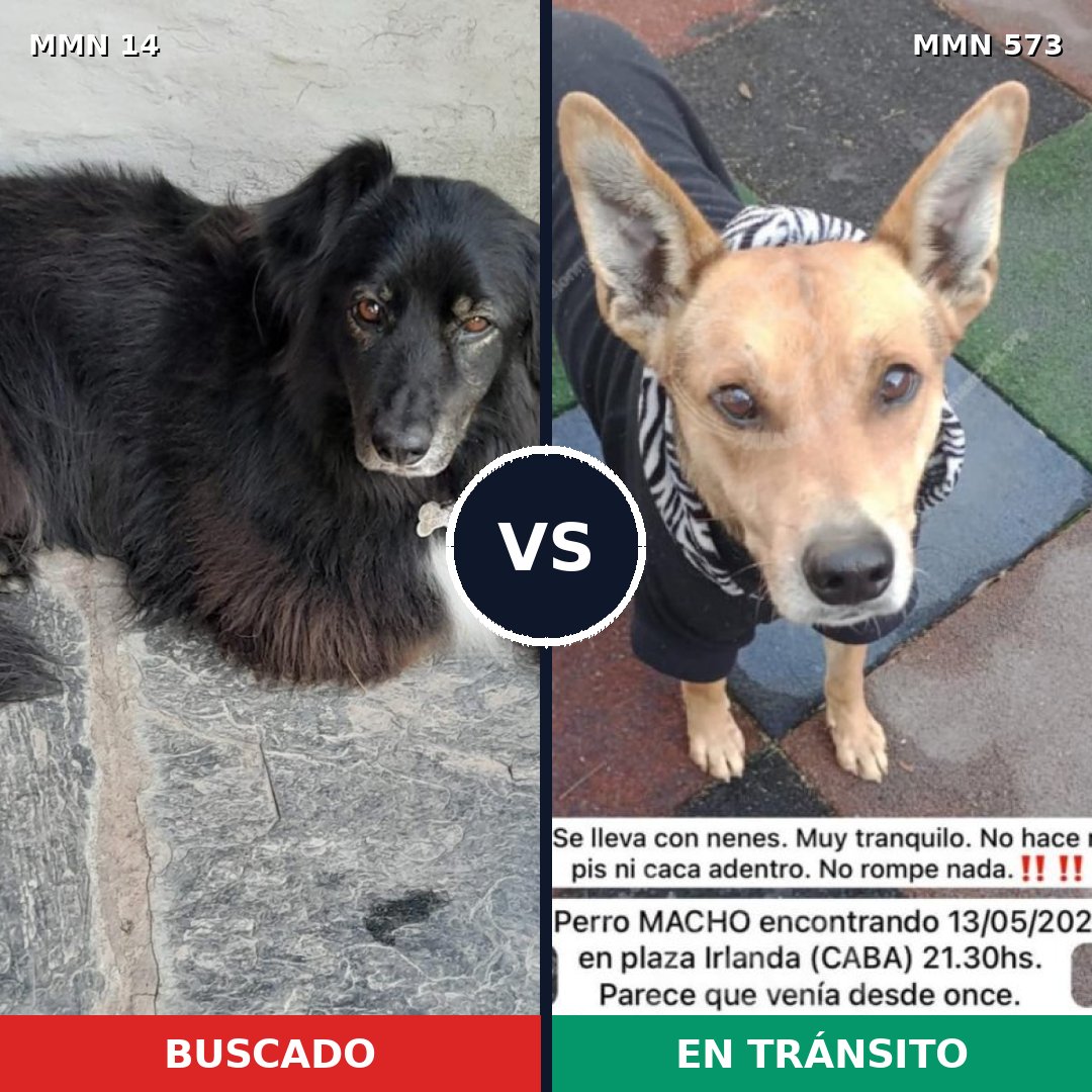 Comparativa MMS 755: mascota perdida y mascota encontrada, 63% de similitud