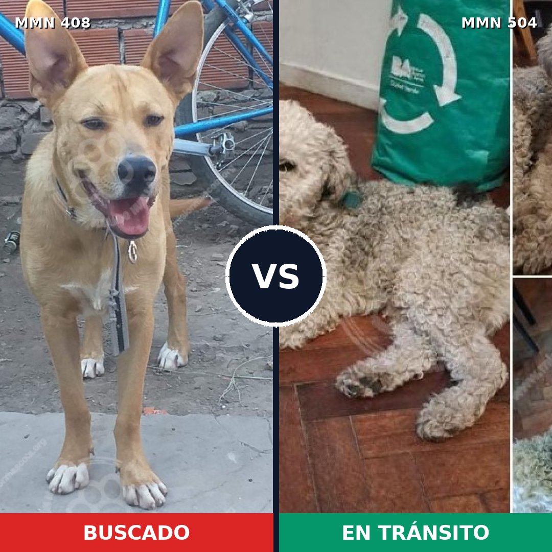 Comparativa MMS 7554: mascota perdida y mascota encontrada, 31% de similitud