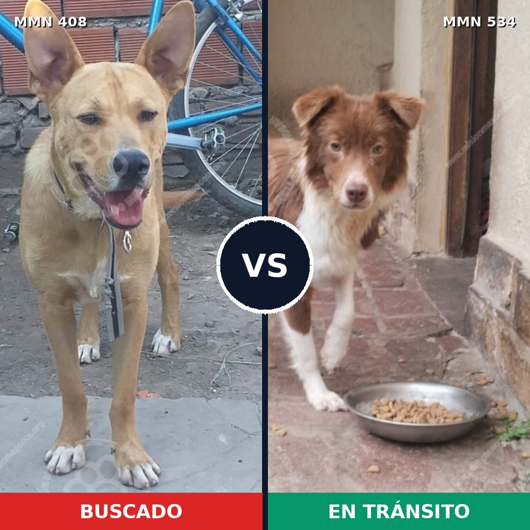 Comparativa MMS 7556: mascota perdida y mascota encontrada, 14% de similitud