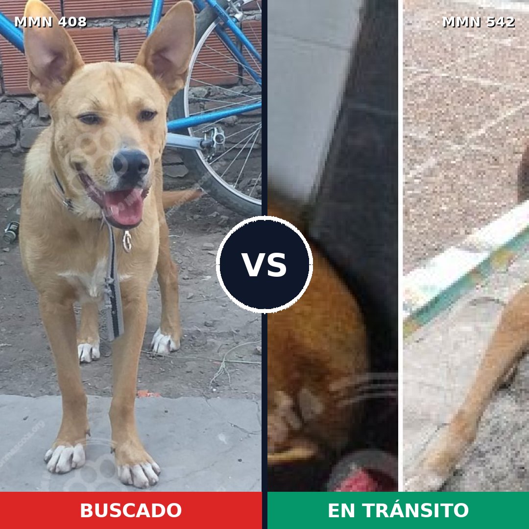 Comparativa MMS 7557: mascota perdida y mascota encontrada, 57% de similitud