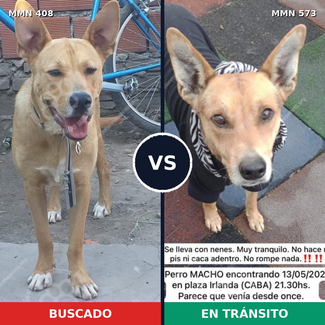 Comparativa MMS 7560: mascota perdida y mascota encontrada, 34% de similitud