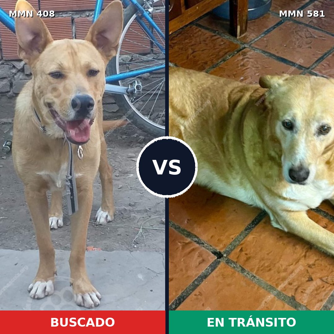 Comparativa MMS 7562: mascota perdida y mascota encontrada, 77% de similitud