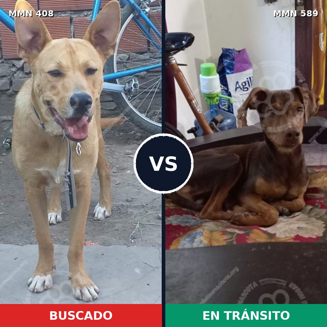 Comparativa MMS 7563: mascota perdida y mascota encontrada, 16% de similitud