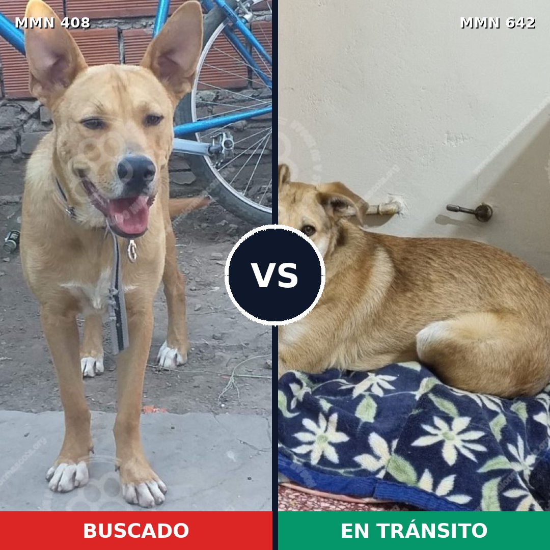 Comparativa MMS 7567: mascota perdida y mascota encontrada, 63% de similitud