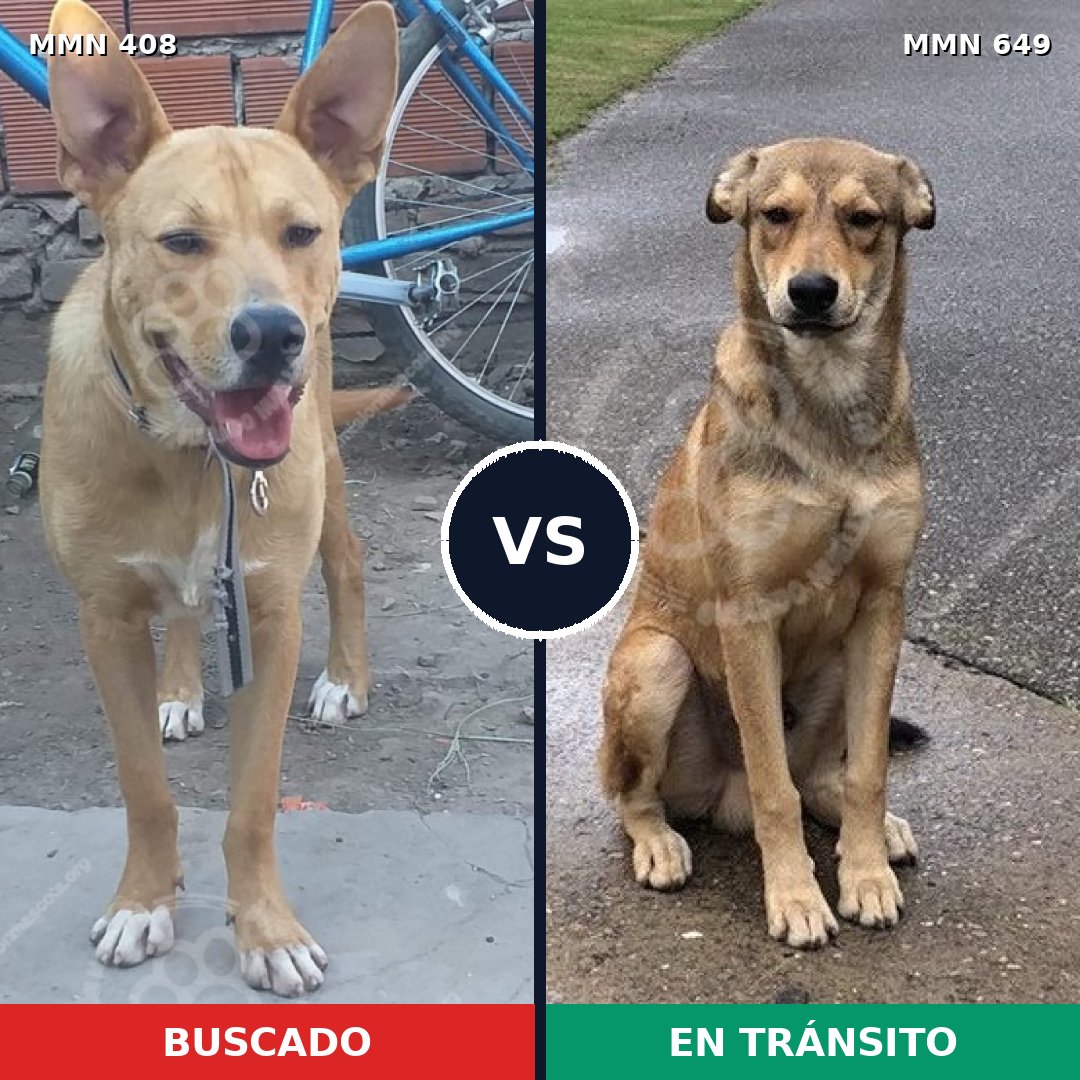 Comparativa MMS 7568: mascota perdida y mascota encontrada, 62% de similitud