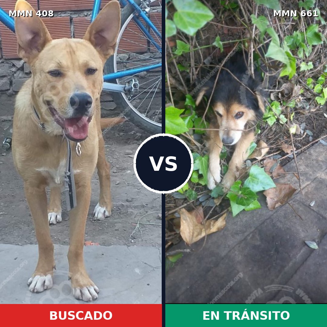Comparativa MMS 7569: mascota perdida y mascota encontrada, 22% de similitud