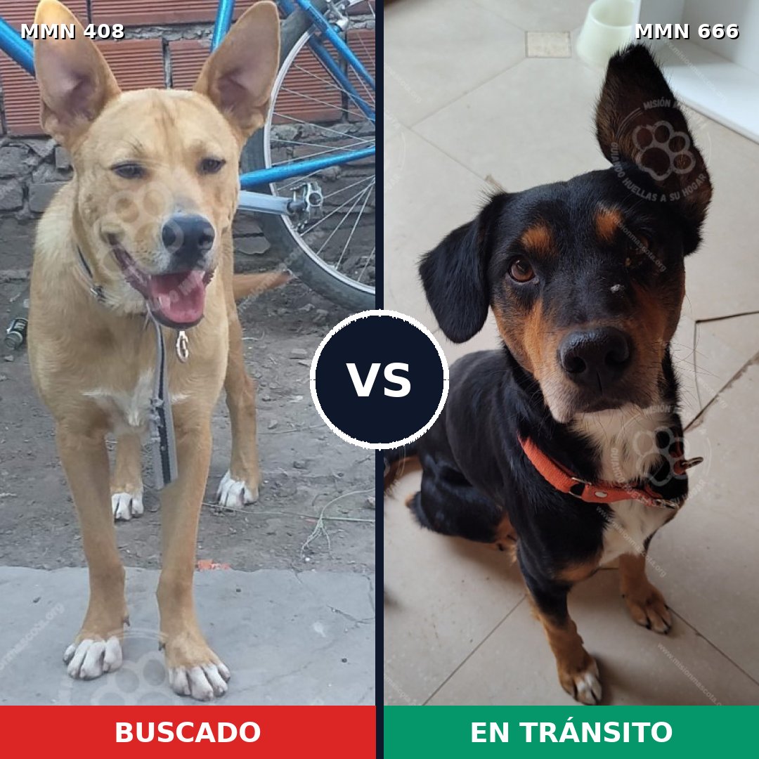 Comparativa MMS 7571: mascota perdida y mascota encontrada, 26% de similitud