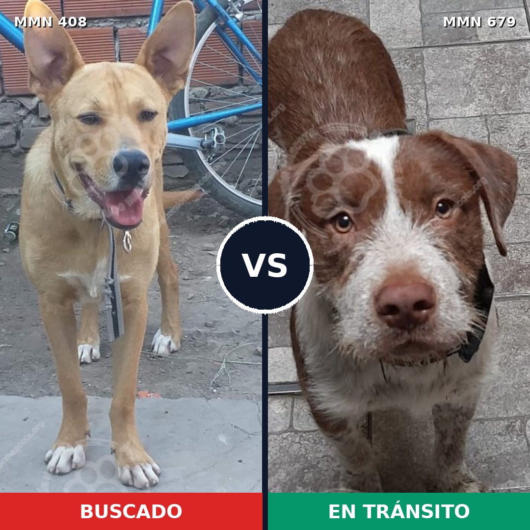 Comparativa MMS 7572: mascota perdida y mascota encontrada, 70% de similitud