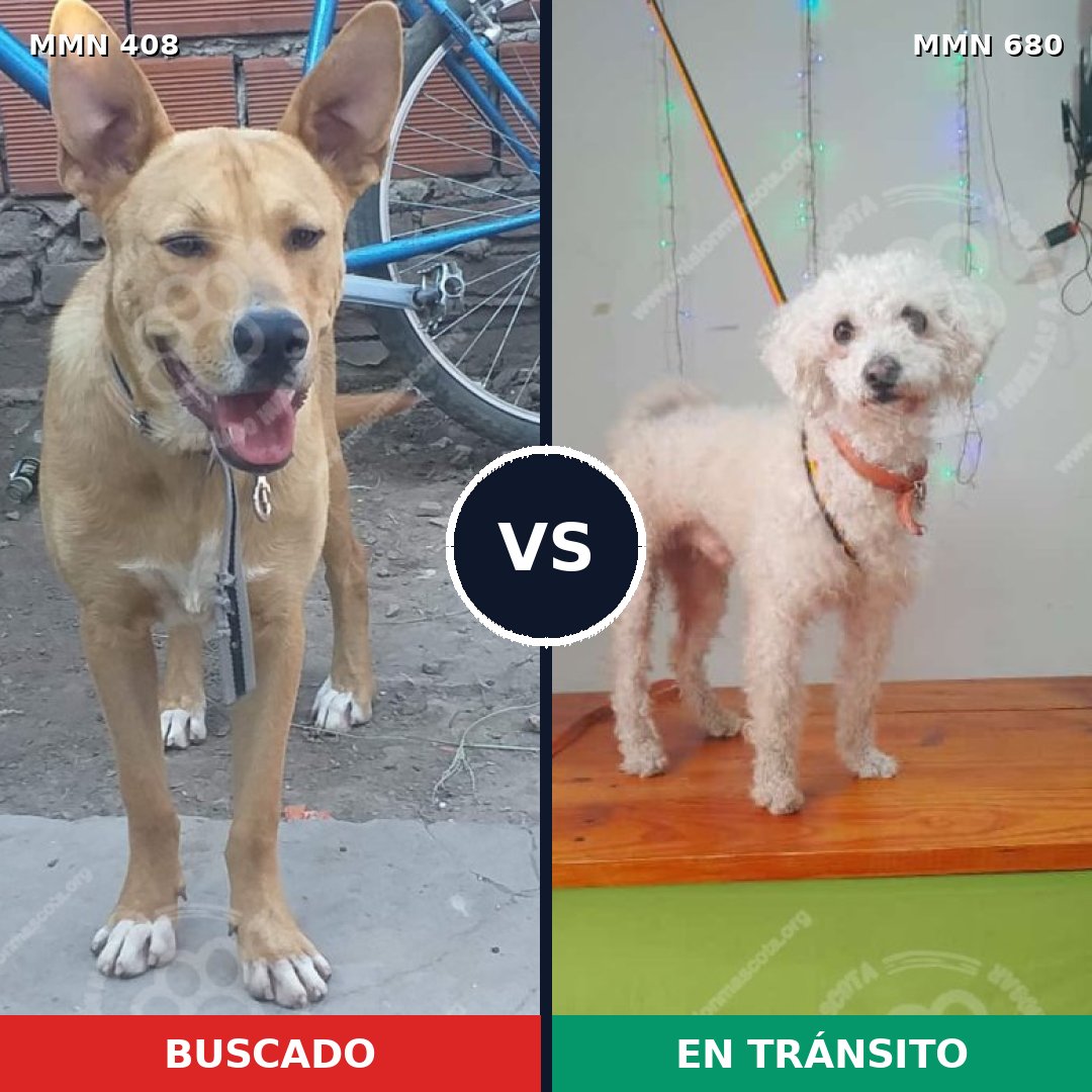 Comparativa MMS 7573: mascota perdida y mascota encontrada, 55% de similitud