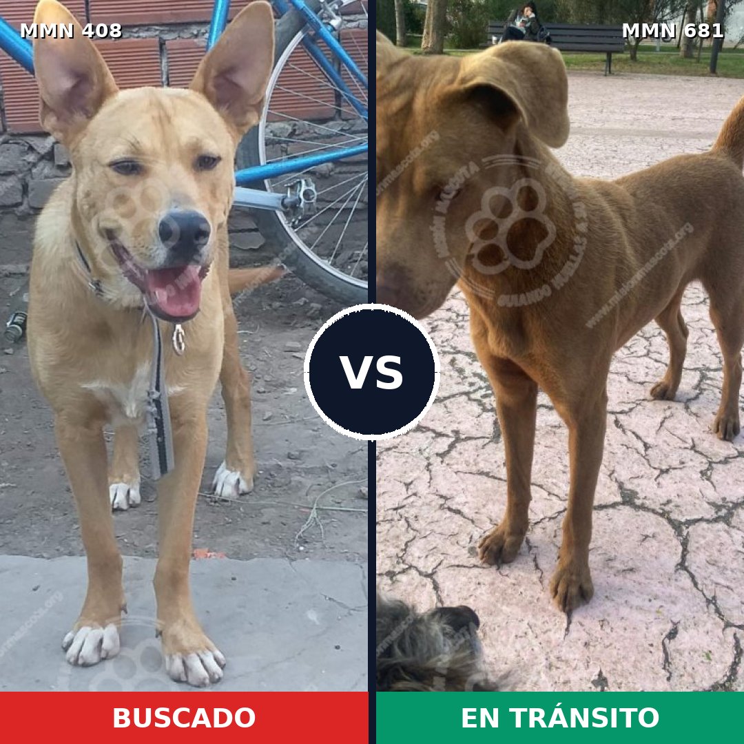 Comparativa MMS 7574: mascota perdida y mascota encontrada, 62% de similitud