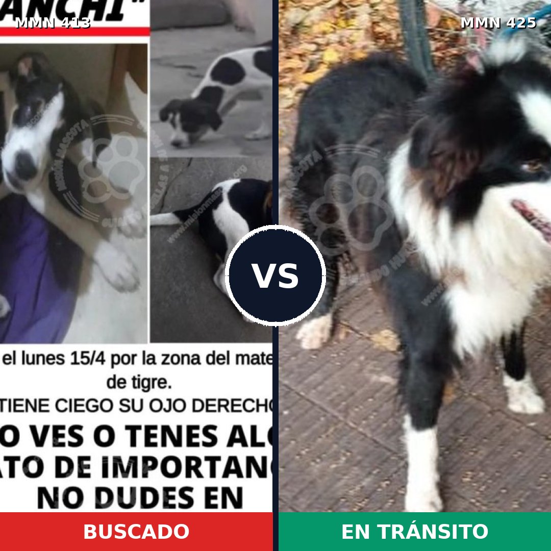 Comparativa MMS 7577: mascota perdida y mascota encontrada, 51% de similitud