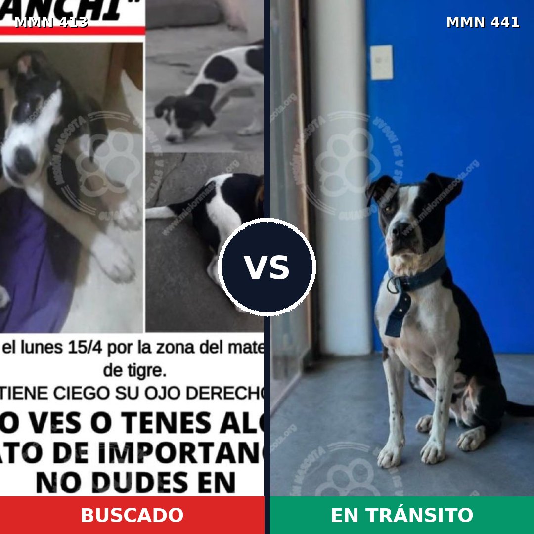 Comparativa MMS 7578: mascota perdida y mascota encontrada, 45% de similitud