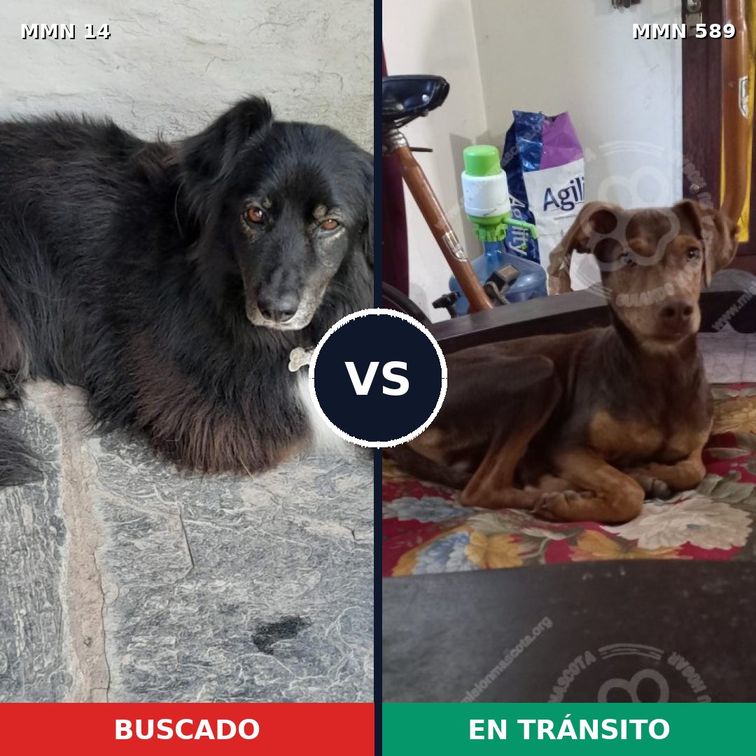 Comparativa MMS 758: mascota perdida y mascota encontrada, 44% de similitud