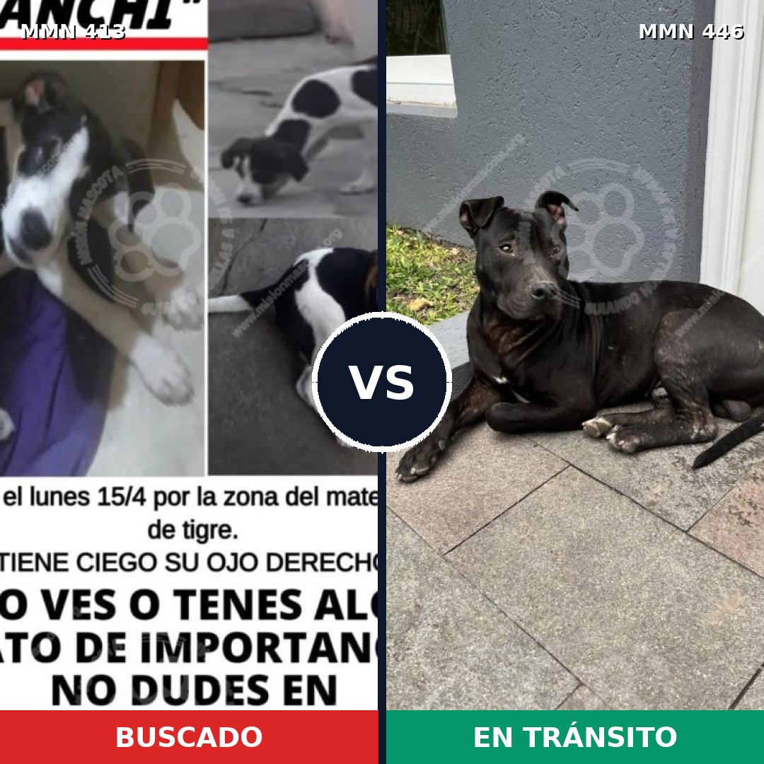 Comparativa MMS 7580: mascota perdida y mascota encontrada, 45% de similitud