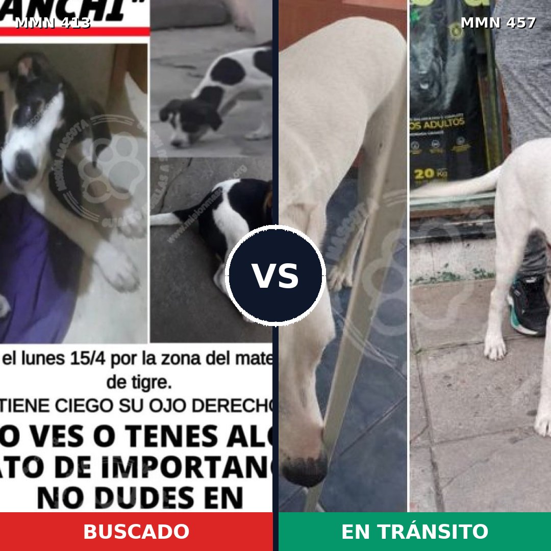 Comparativa MMS 7581: mascota perdida y mascota encontrada, 23% de similitud