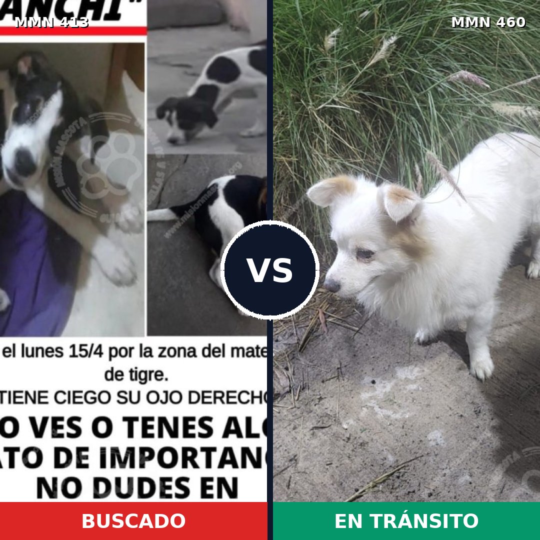 Comparativa MMS 7582: mascota perdida y mascota encontrada, 30% de similitud