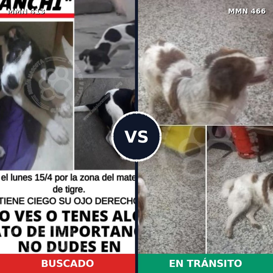 Comparativa MMS 7583: mascota perdida y mascota encontrada, 30% de similitud