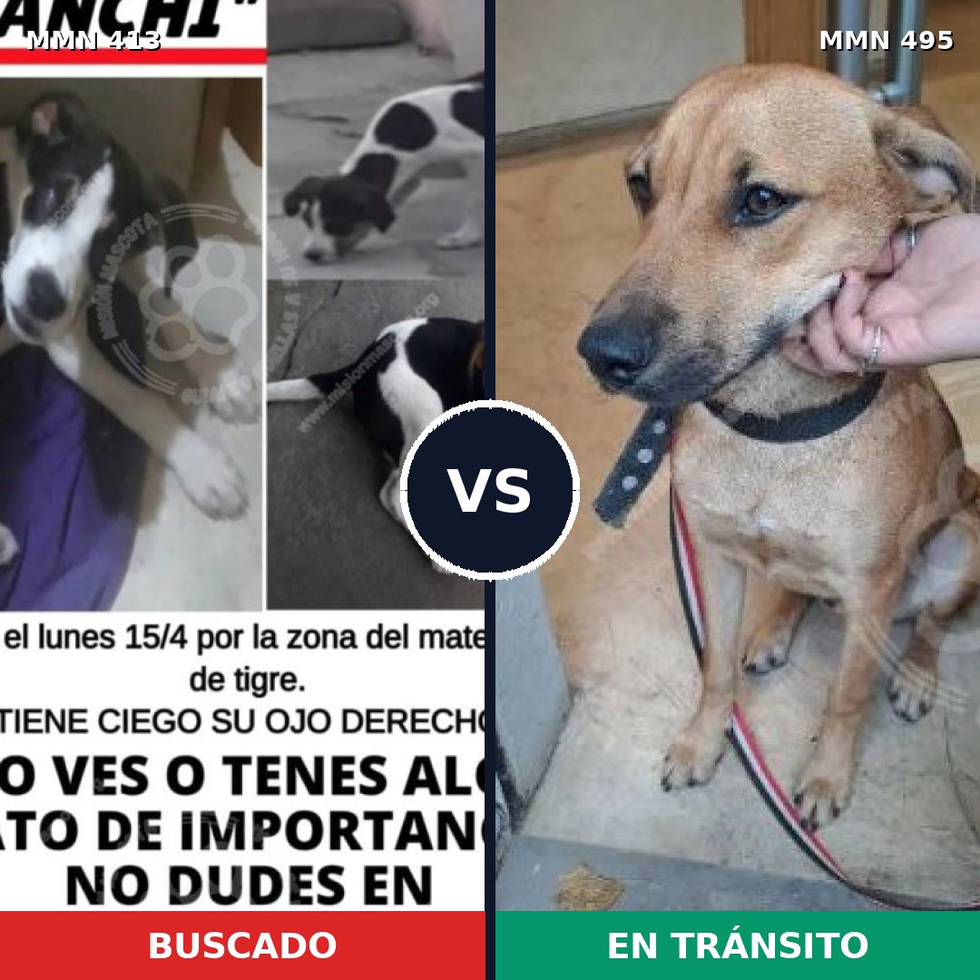 Comparativa MMS 7585: mascota perdida y mascota encontrada, 11% de similitud