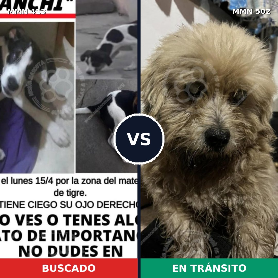 Comparativa MMS 7586: mascota perdida y mascota encontrada, 57% de similitud