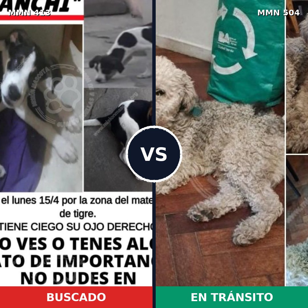 Comparativa MMS 7587: mascota perdida y mascota encontrada, 30% de similitud