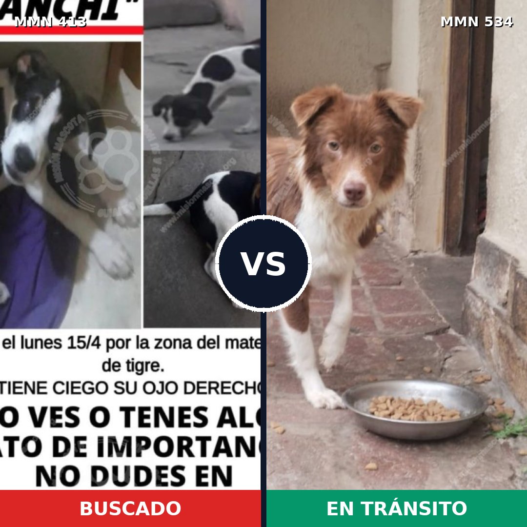 Comparativa MMS 7589: mascota perdida y mascota encontrada, 14% de similitud