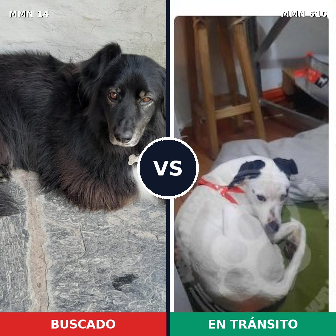 Comparativa MMS 759: mascota perdida y mascota encontrada, 64% de similitud