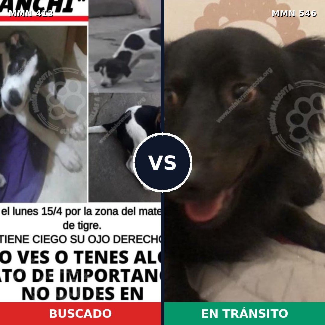 Comparativa MMS 7591: mascota perdida y mascota encontrada, 69% de similitud