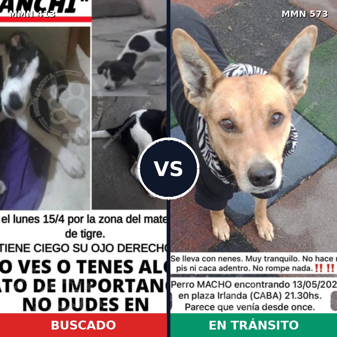Comparativa MMS 7593: mascota perdida y mascota encontrada, 33% de similitud
