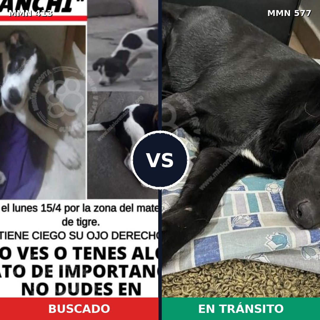 Comparativa MMS 7594: mascota perdida y mascota encontrada, 42% de similitud