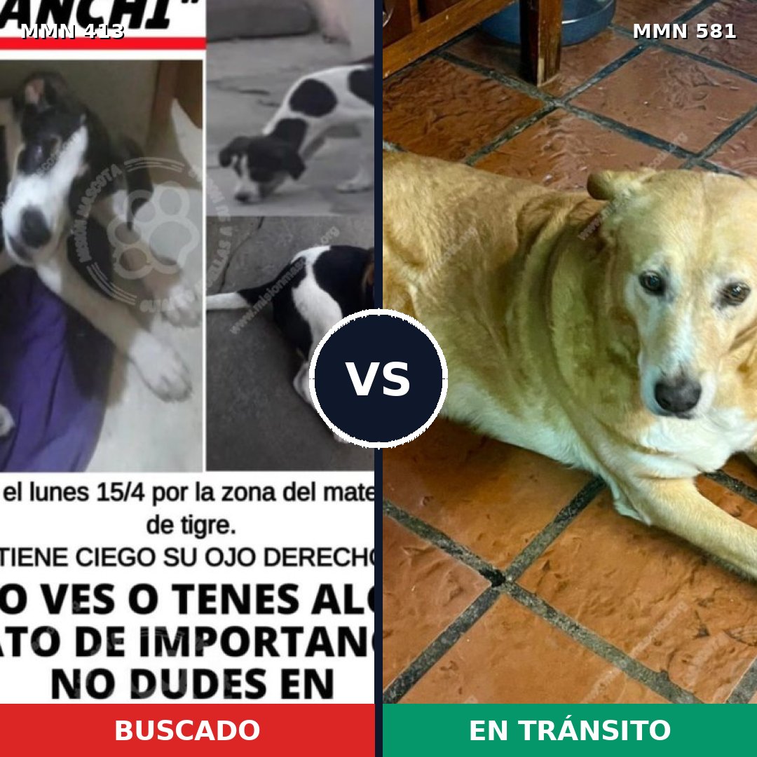 Comparativa MMS 7595: mascota perdida y mascota encontrada, 32% de similitud