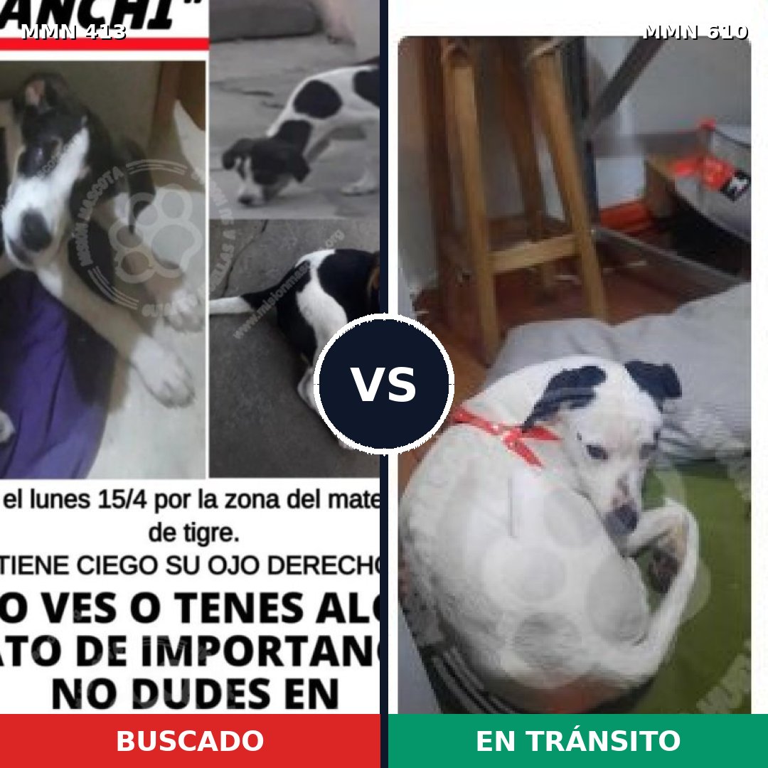 Comparativa MMS 7597: mascota perdida y mascota encontrada, 46% de similitud