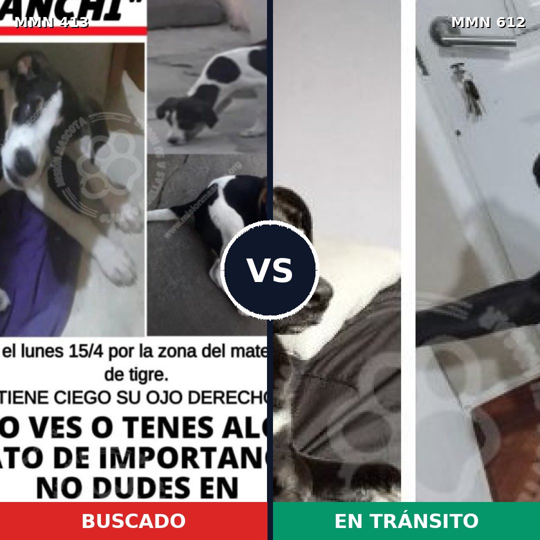 Comparativa MMS 7598: mascota perdida y mascota encontrada, 42% de similitud