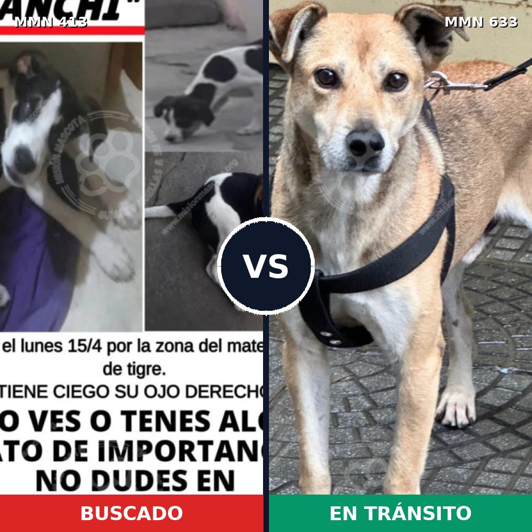 Comparativa MMS 7599: mascota perdida y mascota encontrada, 30% de similitud